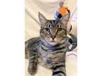 Adopt Time a Brown Tabby Domestic Shorthair / Mixed (short coat) cat in