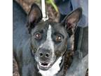Adopt Roxi a Black - with White Border Collie / Australian Cattle Dog / Mixed