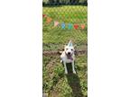 Adopt Holiday a Shepherd (Unknown Type) / Mixed Breed (Medium) / Mixed dog in
