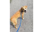 Adopt Fred a Labrador Retriever / Mixed dog in Murphysboro, IL (37215487)