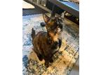 Adopt Isis a Tortoiseshell Domestic Shorthair / Mixed (short coat) cat in