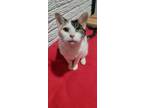 Adopt Paola a Calico or Dilute Calico Domestic Shorthair / Mixed (short coat)