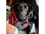 Adopt Buddy a Black Labrador Retriever / Mixed dog in Brooklyn Center