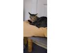 Adopt Logan a Domestic Shorthair / Mixed (short coat) cat in Fenton