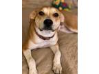 Adopt Frankie Beans a Tan/Yellow/Fawn - with White Labrador Retriever / Mixed