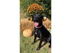 Adopt Kimmie a Black Labrador Retriever / Mixed dog in Germantown, OH (37613427)