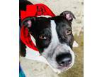 Adopt Annabelle a White - with Black American Pit Bull Terrier / Mixed dog in