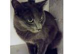 Adopt Colton a Gray or Blue Domestic Shorthair / Mixed (short coat) cat in