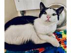 Adopt Hexe a Black & White or Tuxedo Domestic Shorthair / Mixed (short coat) cat