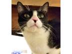 Adopt Spidergirl a Black & White or Tuxedo Domestic Shorthair / Mixed (short