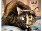 Adopt Molly a Tortoiseshell Domestic Shorthair / Mixed (short coat) cat in