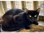 Adopt Batman a All Black Domestic Shorthair / Mixed (short coat) cat in