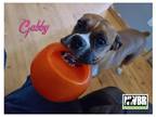 Adopt Gabby a Tan/Yellow/Fawn Boxer / Mixed dog in Woodinville, WA (32059421)