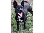 Adopt Daisy a Black - with White Labrador Retriever / Mixed dog in Richardson
