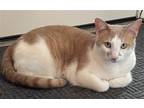 Adopt Mars a Orange or Red (Mostly) Domestic Shorthair / Mixed (short coat) cat