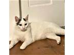 Adopt CHARGER and CHALLENGER- FOSTER NEEDED a White (Mostly) Domestic Shorthair