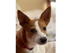 Adopt Michelangelo a Mixed Breed, Corgi