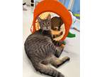Adopt Peanut a Domestic Shorthair / Mixed (short coat) cat in Dalton