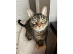 Adopt McSprinkles a Domestic Shorthair / Mixed (short coat) cat in Cincinnati