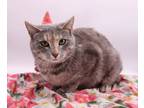Adopt Izzy IV a Domestic Shorthair / Mixed cat in Muskegon, MI (37563979)