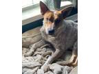 Adopt Adonis a Australian Cattle Dog / Blue Heeler