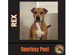 Adopt REX #3 a Brown/Chocolate American Pit Bull Terrier / Mixed dog in