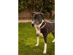 Adopt ANNABELLE 'Annie' a Black - with White Boxer / Pit Bull Terrier / Mixed