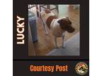 Adopt LUCKY #10 a White - with Brown or Chocolate American Pit Bull Terrier /