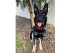 Adopt Tucker a Black - with Tan, Yellow or Fawn German Shepherd Dog / Mixed dog