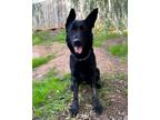 Adopt Lara a Black German Shepherd Dog / Mixed dog in San Diego, CA (37287042)
