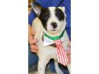 Adopt Jeri a White - with Black Rat Terrier / Mixed dog in Horn Lake