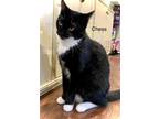 Adopt Chess a Black & White or Tuxedo Domestic Mediumhair / Mixed cat in