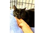 Adopt Sissi a Black (Mostly) Domestic Shorthair / Mixed cat in Flushing