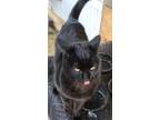 Adopt Loki XXI a All Black Domestic Shorthair / Mixed cat in Muskegon