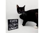 Adopt Tiny XII a All Black Domestic Shorthair / Mixed cat in Muskegon