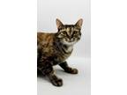 Adopt Karma V a Domestic Shorthair / Mixed cat in Muskegon, MI (37563996)
