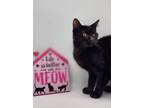 Adopt Little Bit VII a All Black Domestic Shorthair / Mixed cat in Muskegon