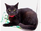 Adopt Noel III a All Black Domestic Shorthair / Mixed cat in Muskegon