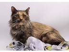 Adopt Little Sweetie a Domestic Mediumhair / Mixed cat in Muskegon