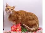 Adopt Frankie XVIII a Orange or Red Domestic Shorthair / Mixed cat in Muskegon