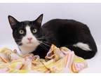 Adopt Avery V a Black & White or Tuxedo Domestic Shorthair / Mixed cat in