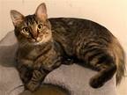 Adopt Prissy a Brown Tabby Domestic Mediumhair / Mixed (medium coat) cat in