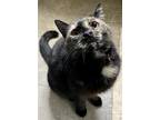 Adopt Roxy a Tortoiseshell Domestic Shorthair / Mixed (short coat) cat in