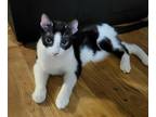 Adopt Ben a Black & White or Tuxedo Domestic Shorthair / Mixed (short coat) cat