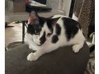 Adopt Cait a White (Mostly) Domestic Shorthair / Mixed (short coat) cat in