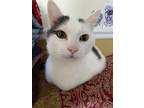 Adopt Cupid Kohler Miller a White (Mostly) Domestic Shorthair (short coat) cat