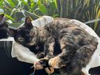 Adopt Stella the lovely little lady a Domestic Shorthair / Mixed (short coat)