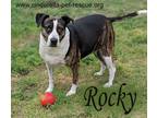 Adopt Rocky a Brindle - with White Staffordshire Bull Terrier / Boxer dog in