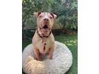 Adopt Ollie a White Pit Bull Terrier / Shar Pei dog in Eugene, OR (37749719)