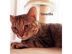 Adopt Samantha #green-eyed-beauty a Brown Tabby Domestic Shorthair / Mixed
